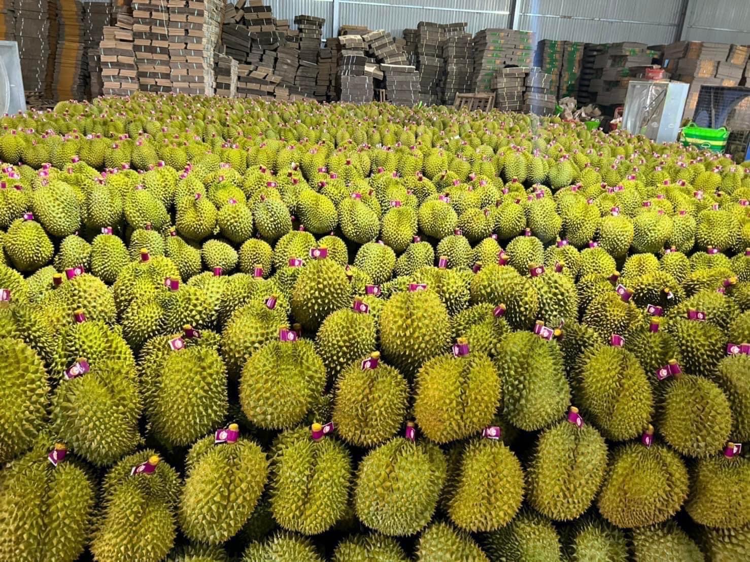 Mẫu tem quấn cuống — nhà vườn A