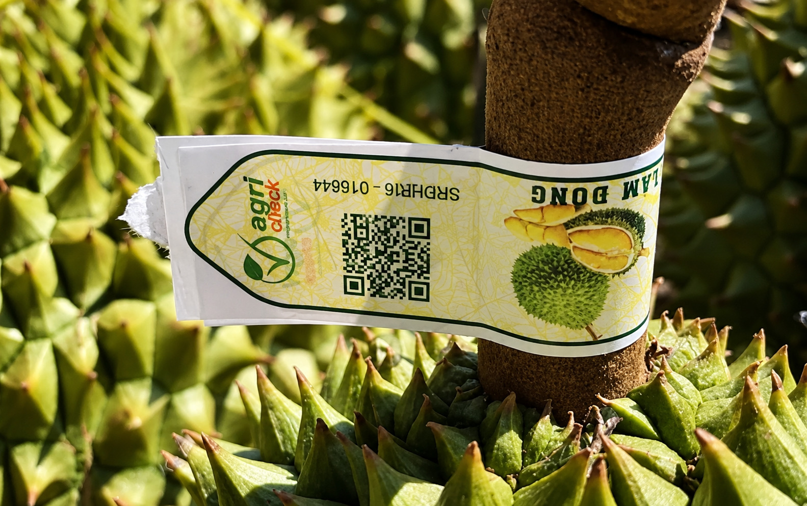 Tem QR truy xuất nguồn gốc dán trên trái sầu riêng